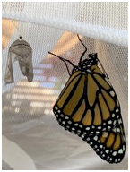 Butterfly Nursery
